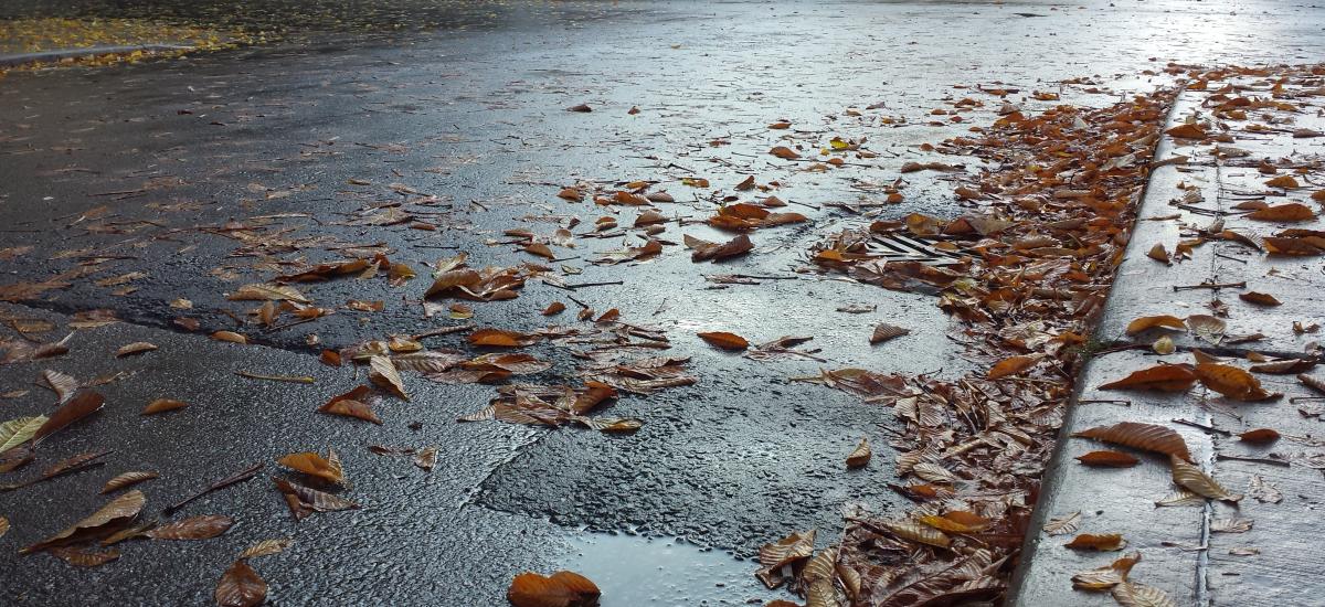 Wet leaves are scattered on dark pavement