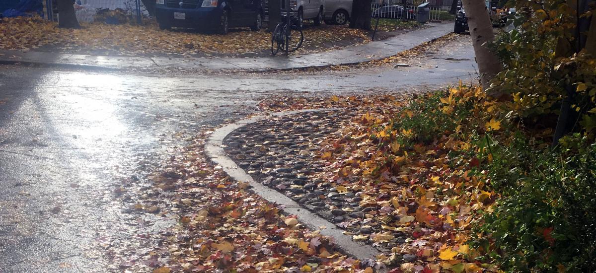 wet leaves on Robert Street