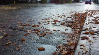 Wet leaves are scattered on dark pavement